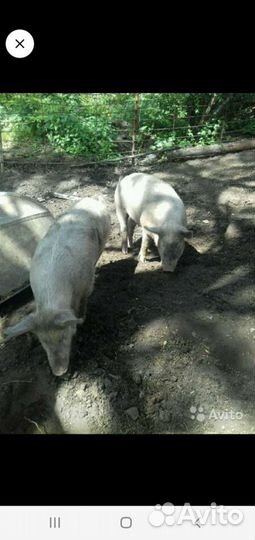 Домашнее мясо свинины