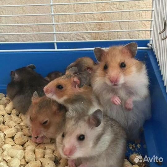 Сирийскии и ангорские хомячки