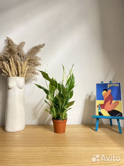 Спатифиллум