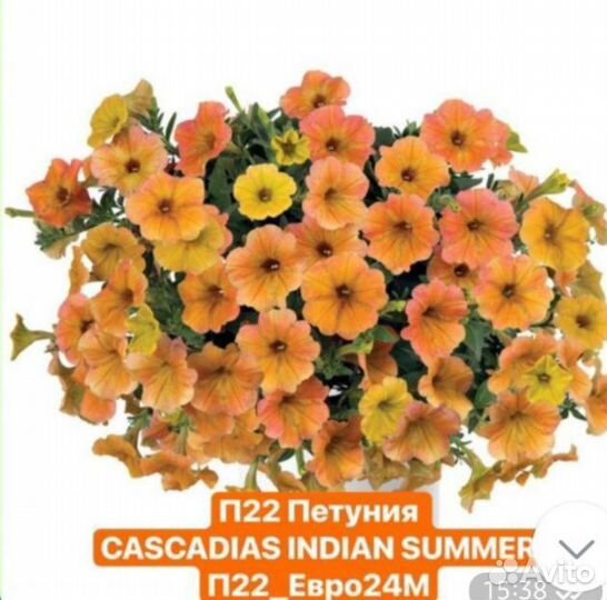 Рассада петунии Тайдал каскадно-ампельная