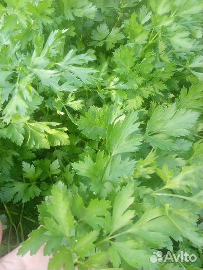 Свежая зелень петрушки