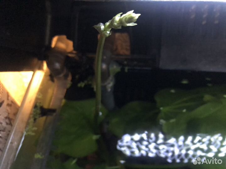 Аквариумное растение эхинодорус