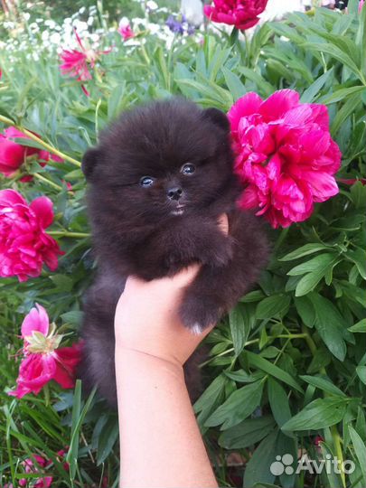 Мишка Блэк мальчик Померанский шпиц