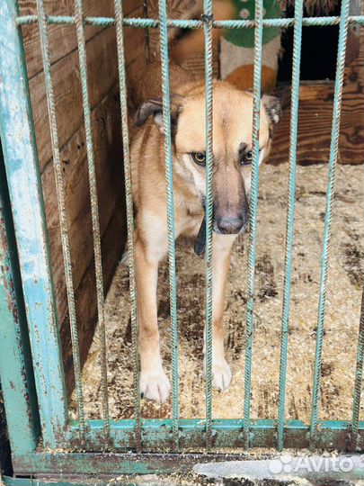 Собаки из приюта некрасовка