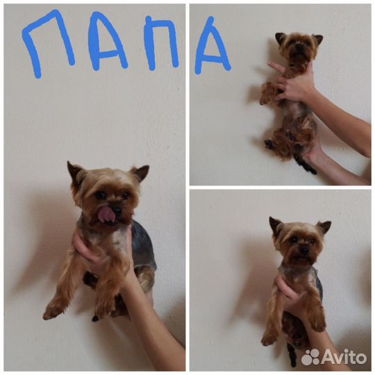 Йоркширский терьер