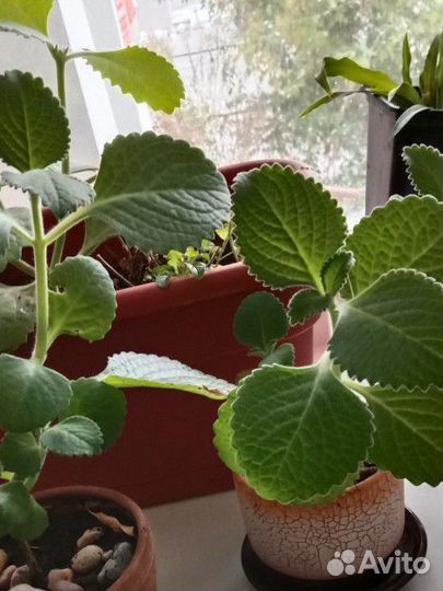 Мята Комнатная, (Плектрантус)