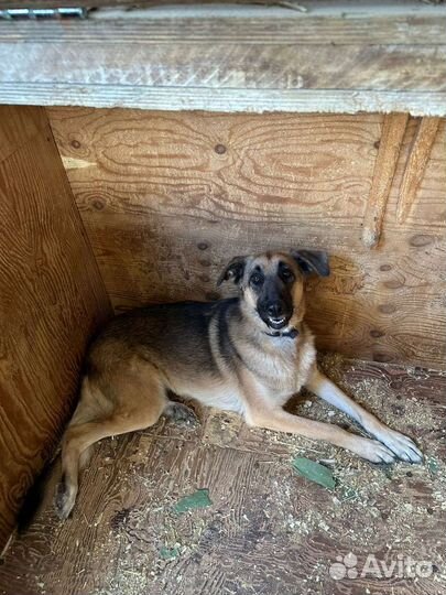 Спасите несчастную собаку из приюта, нужен хозяин