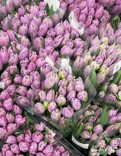 Тюльпаны к 8 марта оптом Волгоград