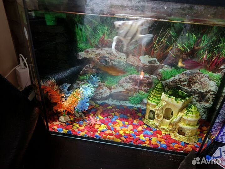Аквариум с рыбками