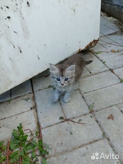 Котята в добрые руки бесплатно