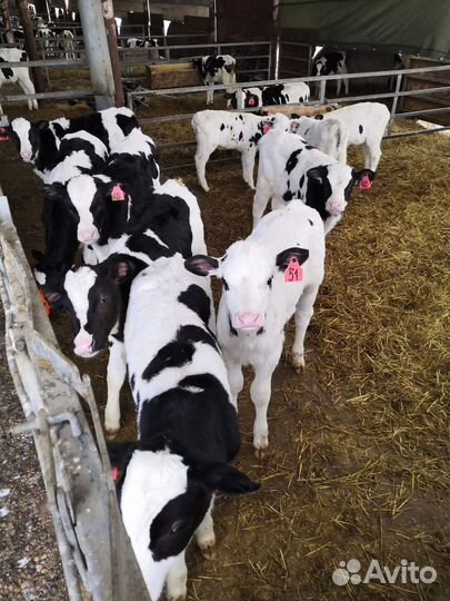 Телята мясной породы бычки