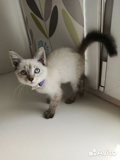 Котёнок 1,5 месяца