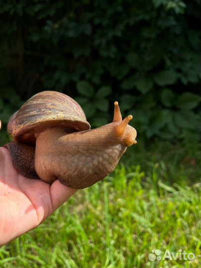 Улитка ахатина