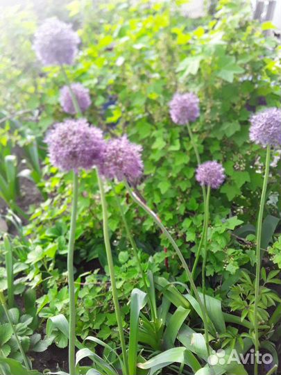 Лук Суворова