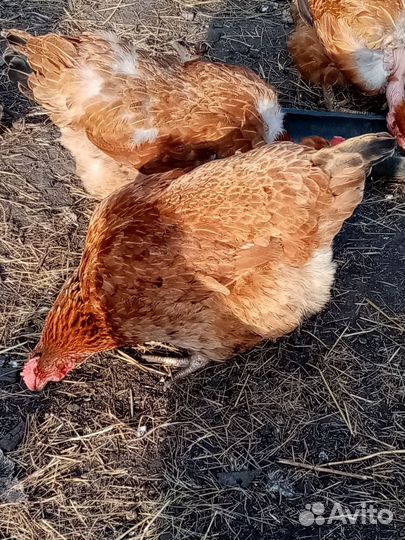 Инкубационное яйцо породистых кур