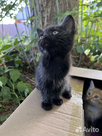 Кошка в дар бесплатно