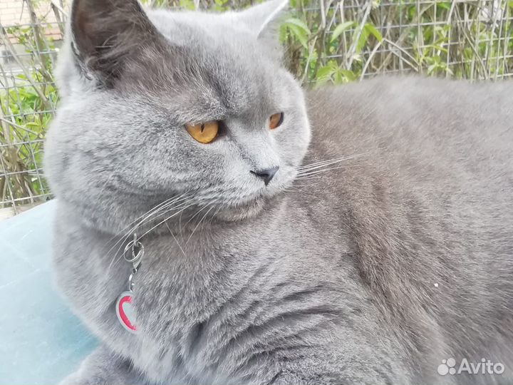 Скоттиш страйт