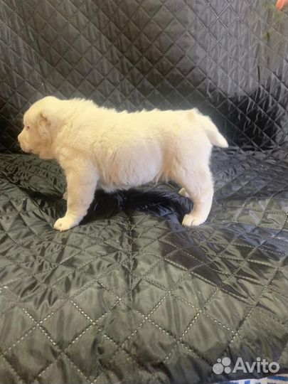 Продам щенков сао