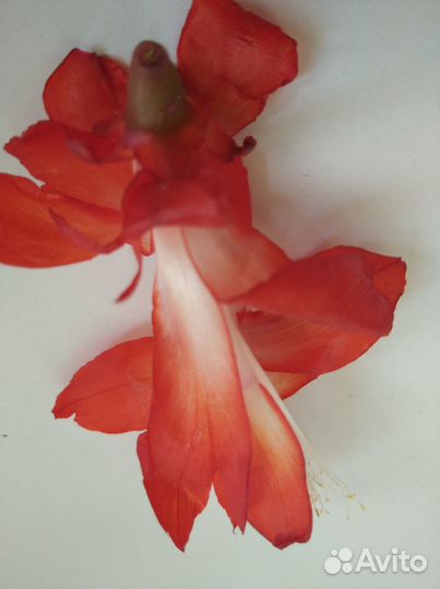 Декабрист праздничный