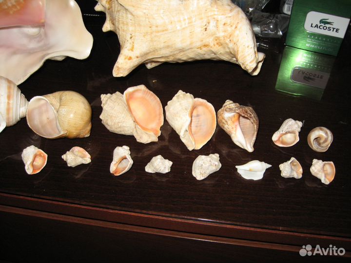 Коллекция больших и маленьких раковин и ракушек