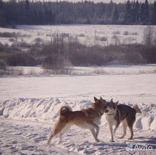 Щенки лайки зсл