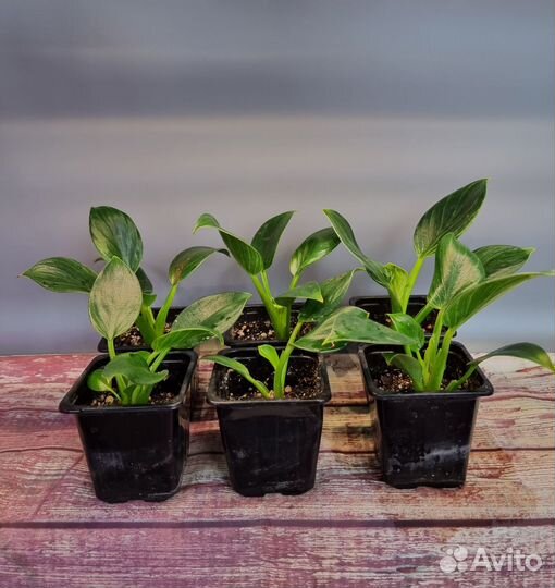 Филодендрон Биркин