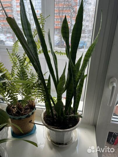 Сансевиерия (щучий хвост)