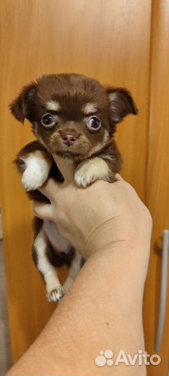Щенки чихуахуа мини