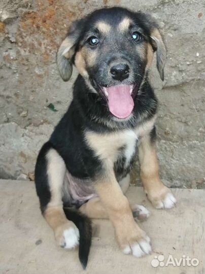 Щенок в добрые руки бесплатно