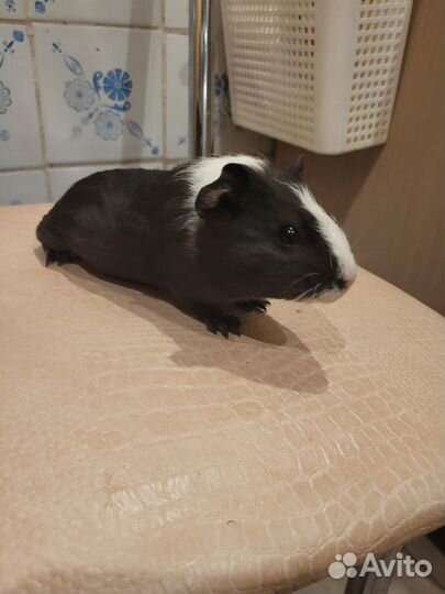 Морские свинки