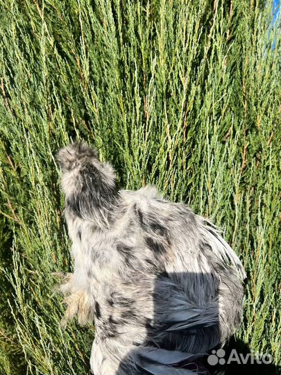 Петушок китайский шелковый