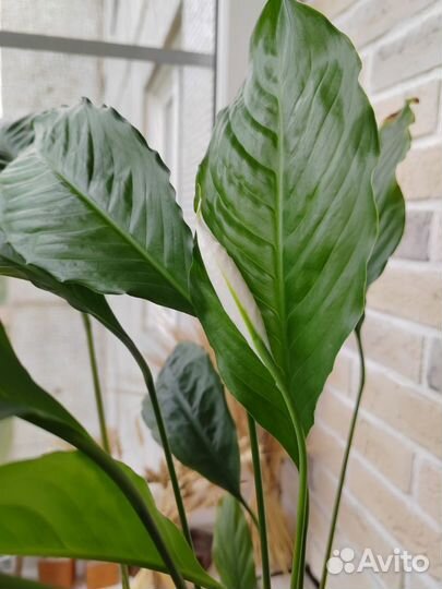 Цветок Спатифиллум