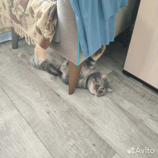 Кошка в дар