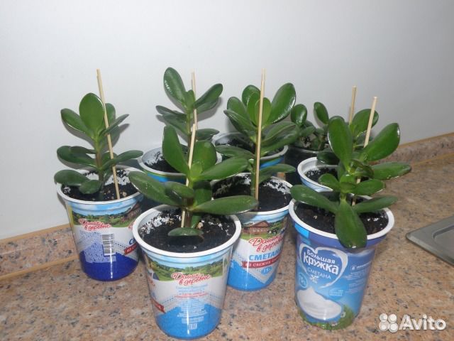 Денежное дерево(красула)