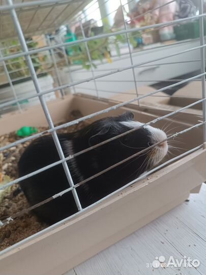 Продам морскую свинку