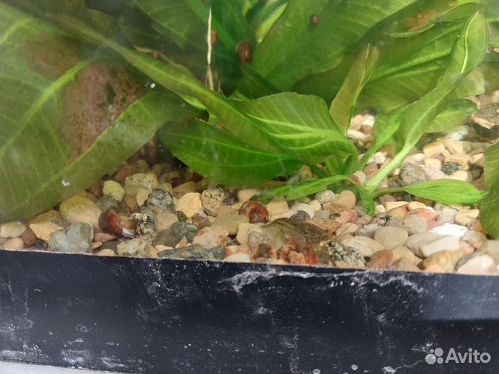 Аквариумные раки