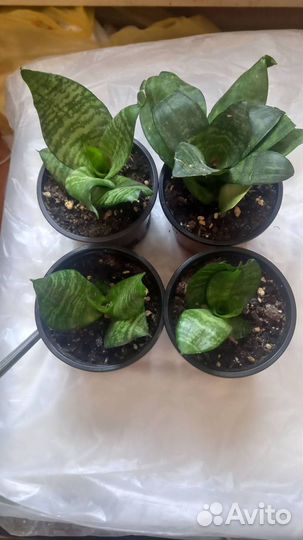 Один из благодатных цветов для Вашего жилища