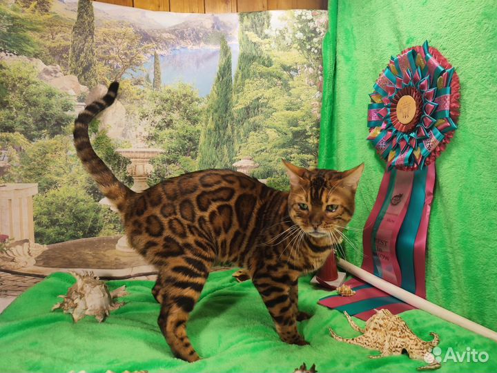 Бенгальский кот вязка