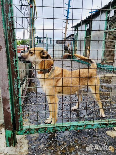 Собака грустит в приюте