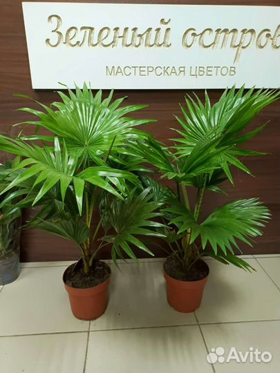 Пальма ливистонаи другие