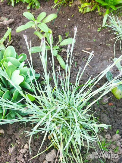 Гвоздика почвопокровная