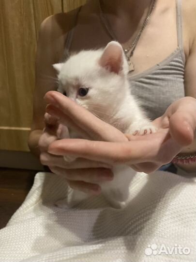 Кошка в дар