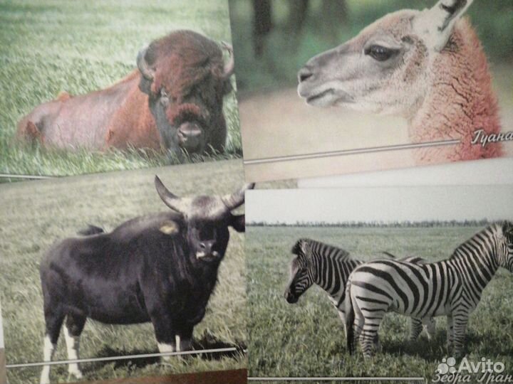 Наборы открыток