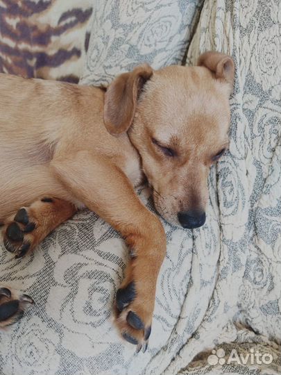 Щенок маленькой собаки в добрые руки девочка