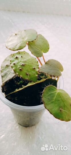 Сансевиерия сциндапсус эпипремнум