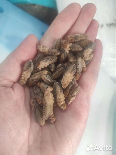 Корм для стрижа и микс для ежа, сверчки, таракан