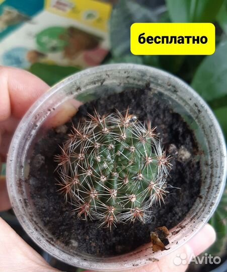 Кактусы цветы