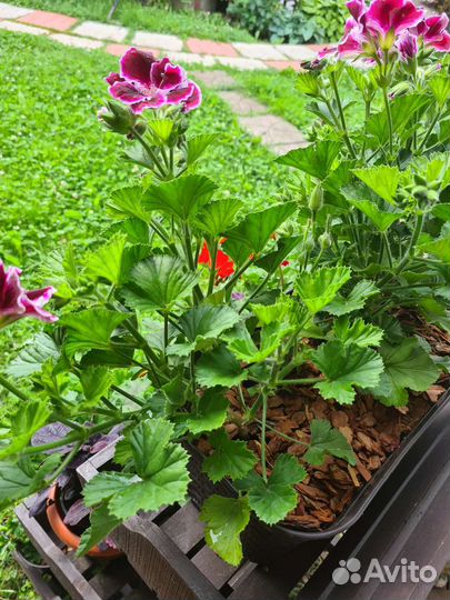 Пеларгония