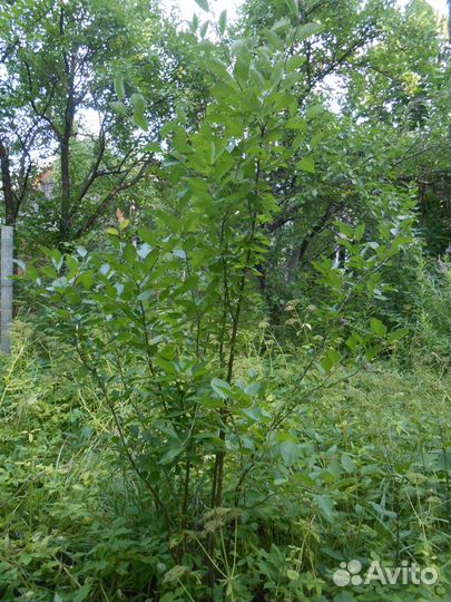 Саженцы сливы столовой