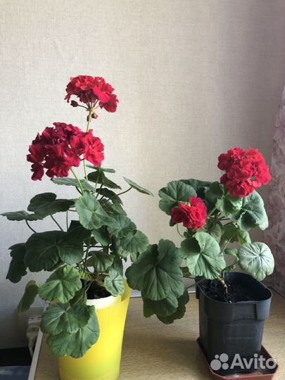 Герани и пеларгонии